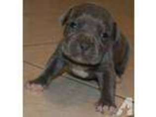 Mutt Puppy for sale in BRENTWOOD, NY, USA