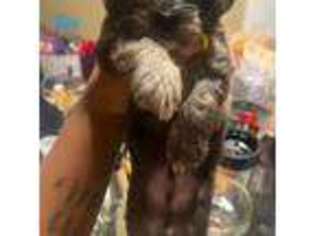Shih-Poo Puppy for sale in Temple Hills, MD, USA