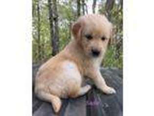 Golden Retriever Puppy for sale in Bolivar, MO, USA