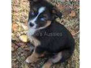 Miniature Australian Shepherd Puppy for sale in Checotah, OK, USA