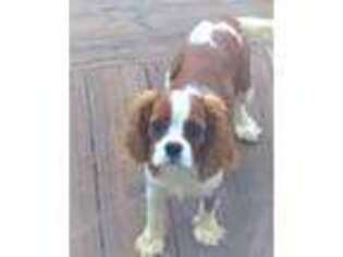 Cavalier King Charles Spaniel Puppy for sale in Mooresville, NC, USA