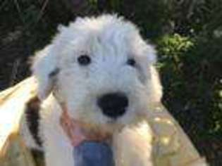 Old English Sheepdog Puppy for sale in YULEE, FL, USA