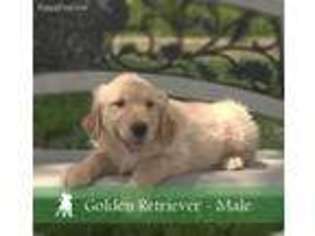 Golden Retriever Puppy for sale in Pembroke Pines, FL, USA