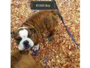 Bulldog Puppy for sale in Louisville, KY, USA