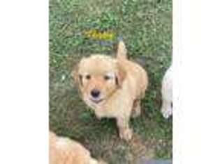 Golden Retriever Puppy for sale in Pittsgrove, NJ, USA
