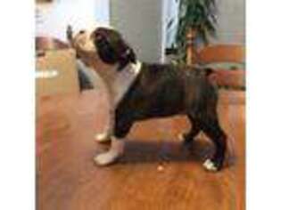 Boston Terrier Puppy for sale in Sonora, CA, USA