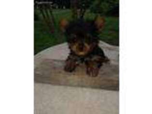 Yorkshire Terrier Puppy for sale in Bryant, AL, USA