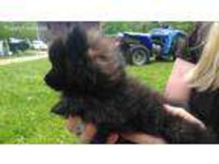 Pomeranian Puppy for sale in Alliance, OH, USA