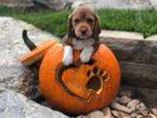 Beagle Puppy for sale in Herriman, UT, USA