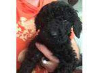 Labradoodle Puppy for sale in Concord, CA, USA