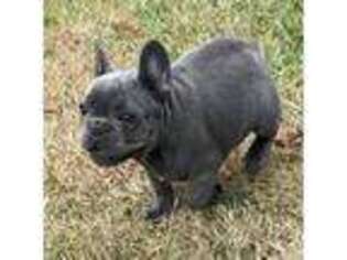 French Bulldog Puppy for sale in Neosho, MO, USA
