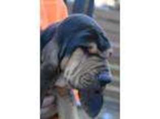 Bloodhound Puppy for sale in Laurel, DE, USA