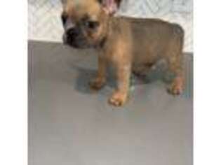 French Bulldog Puppy for sale in Sayreville, NJ, USA