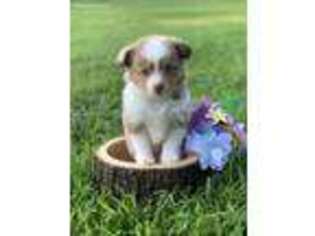 Miniature Australian Shepherd Puppy for sale in Harts, WV, USA