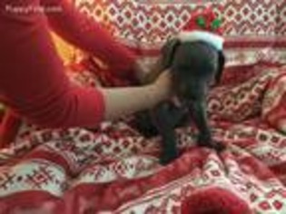 Great Dane Puppy for sale in Keyport, NJ, USA