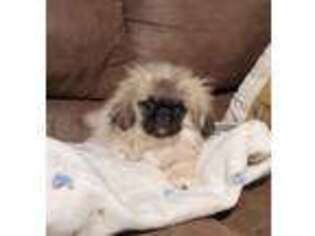 Pekingese Puppy for sale in Joice, IA, USA