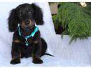 Dachshund Puppy for sale in Rock Stream, NY, USA