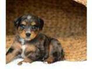 Mutt Puppy for sale in Tuscaloosa, AL, USA