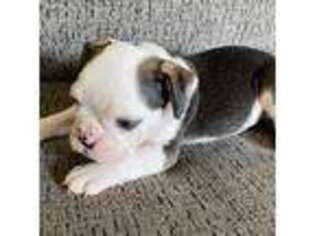 Bulldog Puppy for sale in Conover, NC, USA
