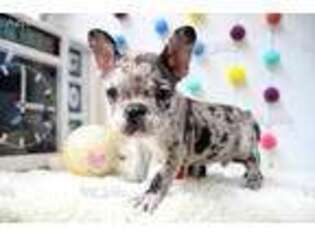 French Bulldog Puppy for sale in Ridgefield, NJ, USA
