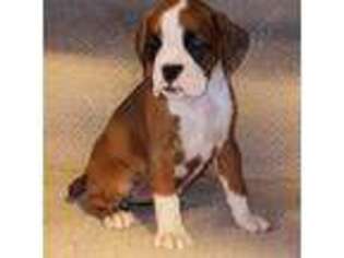 Boxer Puppy for sale in Jacksonville, FL, USA