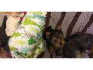 Yorkshire Terrier Puppy for sale in Hinton, WV, USA