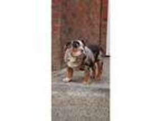 Bulldog Puppy for sale in Bettws, Gwent (Wales), United Kingdom