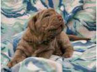 Neapolitan Mastiff Puppy for sale in Stella, MO, USA