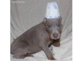 Medium Photo #1 Doberman Pinscher Puppy For Sale in Cassville, MO, USA