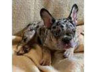 French Bulldog Puppy for sale in Toledo, OH, USA