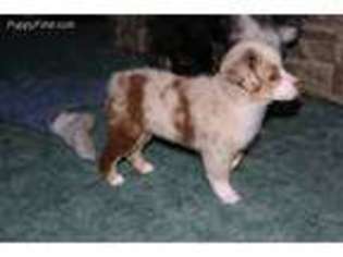 Miniature Australian Shepherd Puppy for sale in West Point, IA, USA