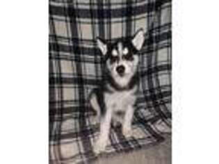 Siberian Husky Puppy for sale in Marion, OH, USA