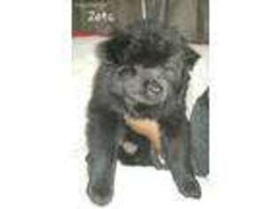 Chow Chow Puppy for sale in Middle River, MD, USA