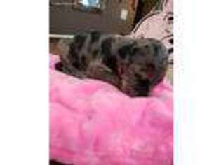 Great Dane Puppy for sale in Viola, AR, USA
