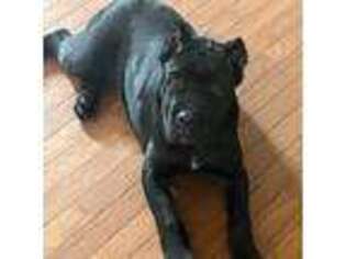Cane Corso Puppy for sale in South Lake Tahoe, CA, USA