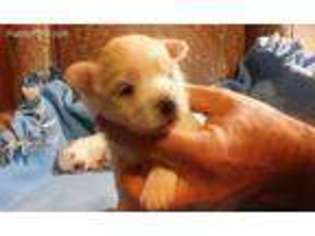 Maltese Puppy for sale in Berryville, AR, USA