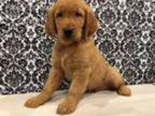 Golden Retriever Puppy for sale in East Meadow, NY, USA