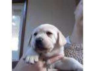 Labrador Retriever Puppy for sale in Jeannette, PA, USA