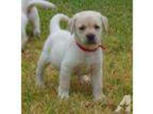 Labrador Retriever Puppy for sale in NORCO, CA, USA