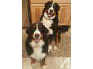 Bernese Mountain Dog Puppy for sale in BUFFALO, WY, USA