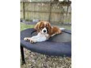 Cavalier King Charles Spaniel Puppy for sale in Palm Coast, FL, USA