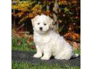 Coton de Tulear Puppy for sale in Narvon, PA, USA