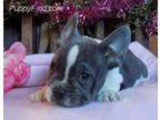 French Bulldog Puppy for sale in New Bethlehem, PA, USA
