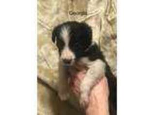 Border Collie Puppy for sale in White Bluff, TN, USA