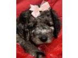 Labradoodle Puppy for sale in New Ulm, TX, USA