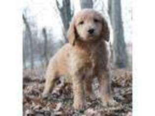 Goldendoodle Puppy for sale in Warsaw, IN, USA