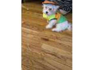 Maltese Puppy for sale in Ballwin, MO, USA