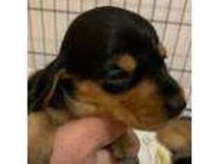 Dachshund Puppy for sale in Bethany, CT, USA