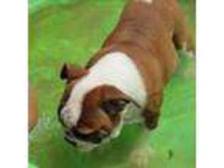 Bulldog Puppy for sale in West Mansfield, OH, USA
