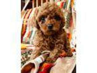Mutt Puppy for sale in Bainbridge Island, WA, USA